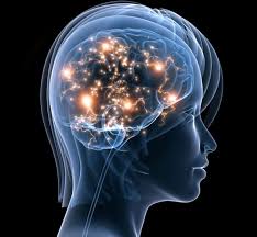 brain_picture